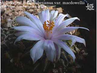 A. kots. var. macdowellii