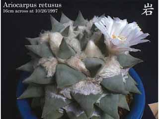 A. retusus