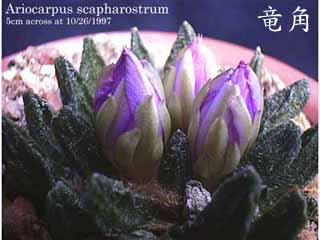 A. scapharostrum